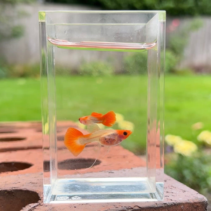 Ribboned Orange Koi Glass Belly Guppy Pair