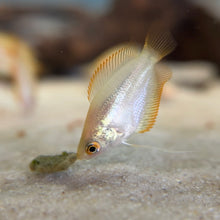 Cargar imagen en el visor de la galería, Honey Fire Gourami
