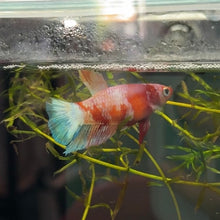 Load image into Gallery viewer, Pastel Light Candy Koi Female Betta | WYSIWYG B6
