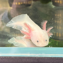 Cargar imagen en el visor de la galería, "Snoopy" Baby Lucy Axolotl | WYSIWYG
