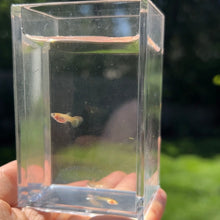 Cargar imagen en el visor de la galería, Adoption Glass Belly Guppy
