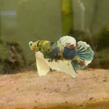 Cargar imagen en el visor de la galería, Glo (Glofish) Dumbo Ear Candy Koi Male Betta | WYSIWYG
