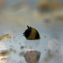 Load image into Gallery viewer, Tricolor Zebra Thorn Nerite Snail
