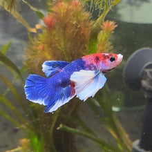 Load image into Gallery viewer, White Lipstick Dumbo Ear Candy Koi Male Betta | WYSIWYG
