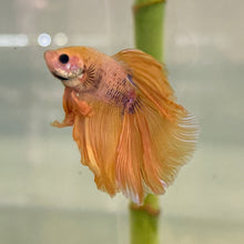 Load image into Gallery viewer, Yellow &amp; Purple Halfmoon Male Betta | WYSIWYG
