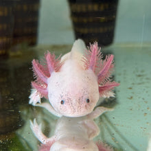 Load image into Gallery viewer, "Pudgy" Baby Blue Gill Dirty Leucistic (Lucy) Axolotl | WYSIWYG
