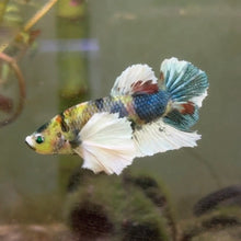 Cargar imagen en el visor de la galería, Glo (Glofish) Dumbo Ear Candy Koi Male Betta | WYSIWYG
