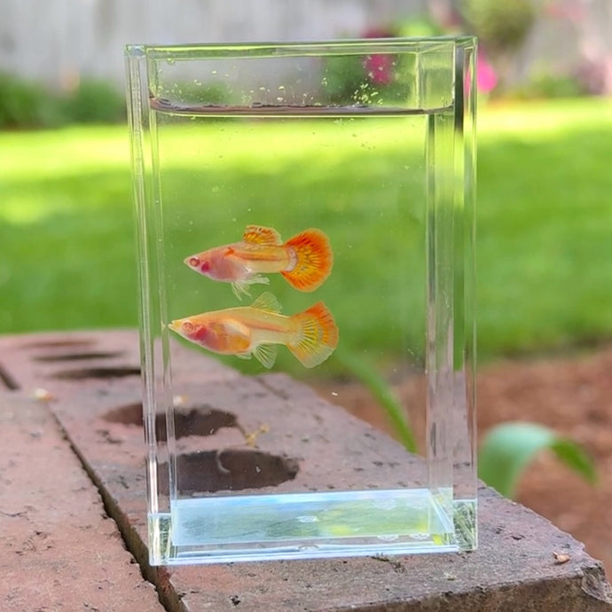 Albino Sunrise Mosaic Glass Belly Guppy Pair