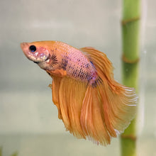 Load image into Gallery viewer, Yellow &amp; Purple Halfmoon Male Betta | WYSIWYG
