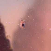 Cargar imagen en el visor de la galería, Live Daphnia | Live Fish Food
