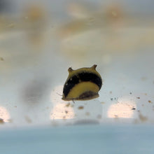 Load image into Gallery viewer, Tricolor Zebra Thorn Nerite Snail
