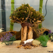 Load image into Gallery viewer, Christmas Moss on Small Straight Bonsai Driftwood Tree (live plant attached)
