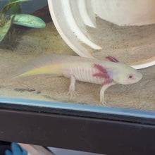 Load image into Gallery viewer, "Jelly" Male GFP Blue Gill Dirty Lucy Axolotl | WYSIWYG
