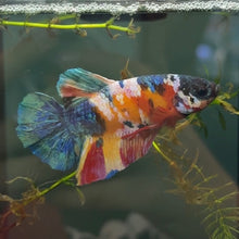 Load image into Gallery viewer, "Rambo" Rainbow Candy Koi Betta Fish (Male) | WYSIWYG A5
