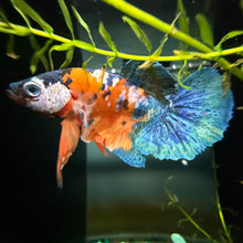 Load image into Gallery viewer, "Helix" Candy Koi Betta Fish (Male) | WYSIWYG A2

