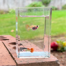 Load image into Gallery viewer, Jaguar Glass Belly Guppy Pair

