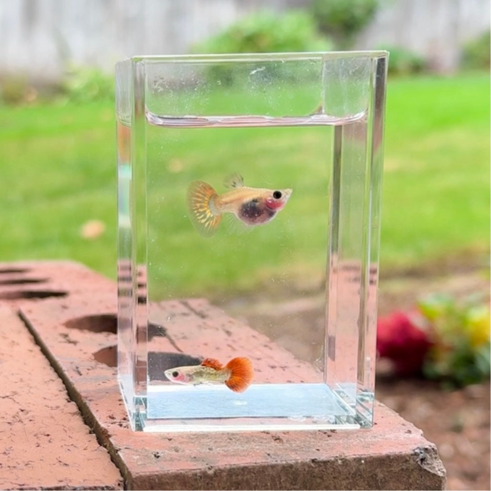 Jaguar Glass Belly Guppy Pair