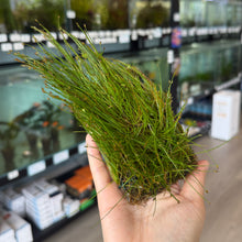 Cargar imagen en el visor de la galería, Dwarf Hairgrass 3x5 Mat | Live Plant
