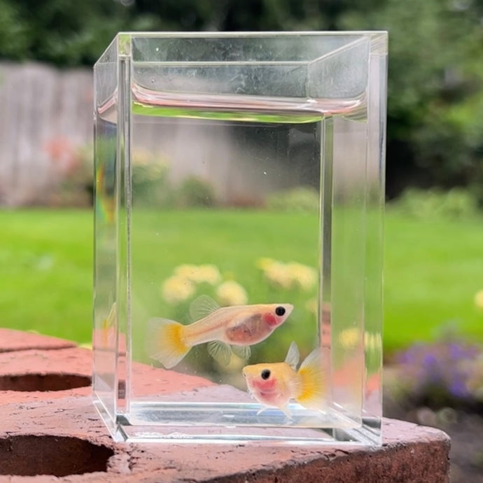 2 Pregnant Banana Glass Belly Guppy Fish
