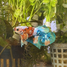 Cargar imagen en el visor de la galería, "Derp" Candy Koi Male Betta | WYSIWYG
