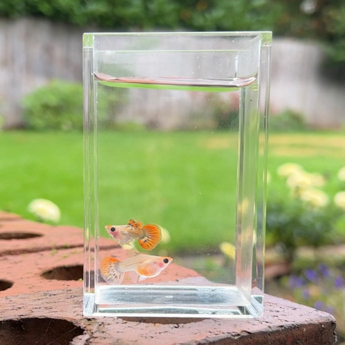 Tiger Koi Mosaic Glass Belly Guppy Pair