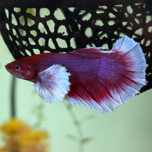 Cargar imagen en el visor de la galería, Lavender Dumbo Ear Halfmoon Male Betta | WYSIWYG
