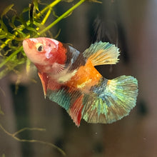 Load image into Gallery viewer, Rainbow Candy Koi Female Betta | WYSIWYG C2
