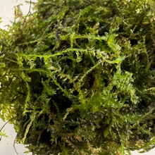 Load image into Gallery viewer, Java Moss | Live Plant
