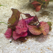 Cargar imagen en el visor de la galería, Red Tiger Lotus | Live Plant
