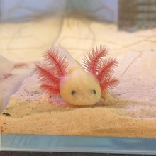 Cargar imagen en el visor de la galería, GFP Lucy Axolotl
