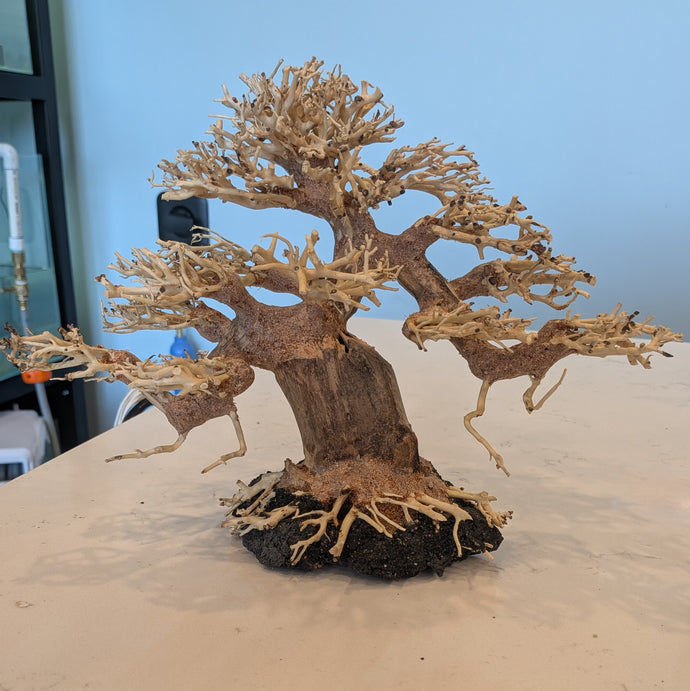 bonsai driftwood tree Twisted Bonsai Driftwood Tree