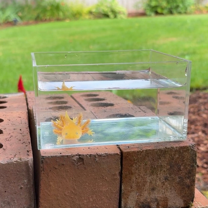 Hypomelanistic Copper Axolotl