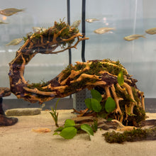 Load image into Gallery viewer, Christmas Moss on Small Curve Shaped Bonsai Driftwood Tree (live plant attached)
