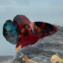 Load image into Gallery viewer, Candy Koi Male Betta | WYSIWYG
