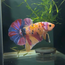 Load image into Gallery viewer, Starburst Rainbow Candy Koi Male Betta | WYSIWYG B4
