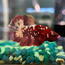 Load image into Gallery viewer, "Reddy" Copper Candy Koi Betta Fish | WYSIWYG A1
