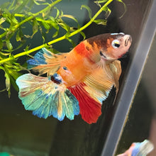 Load image into Gallery viewer, "Skittles" Rainbow Candy Koi Betta Fish (Male) | WYSIWYG B4

