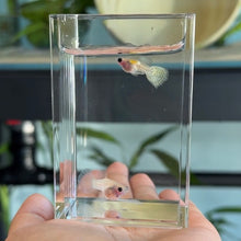 Load image into Gallery viewer, Ice Yellow Lace Tiger Glass Belly Guppy | Live fish
