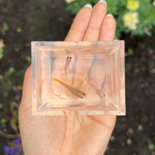 Load image into Gallery viewer, Banana Glass Belly Guppy Trio
