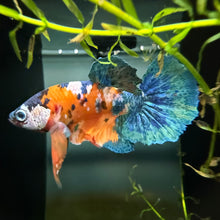 Load image into Gallery viewer, "Helix" Candy Koi Betta Fish (Male) | WYSIWYG A2

