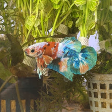 Cargar imagen en el visor de la galería, "Derp" Candy Koi Male Betta | WYSIWYG
