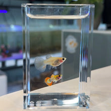 Load image into Gallery viewer, Starburst Glass Belly Guppy Pair
