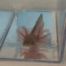 Load image into Gallery viewer, Baby Piebald Axolotl
