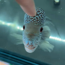 Cargar imagen en el visor de la galería, Flowerhorn - WYSIWYG
