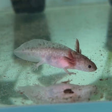 Load image into Gallery viewer, "Cutie" Baby Axanthic Copper Axolotl | WYSIWYG
