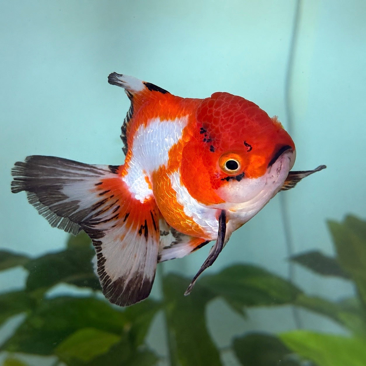 Red & Black Thai Oranda Fancy Goldfish | WYSIWYG – Fish4Ever Aquatics