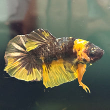 Load image into Gallery viewer, "Bee" Candy Koi Betta Fish (Male) | WYSIWYG D4
