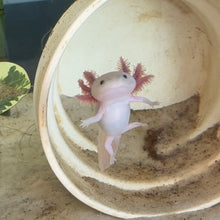 Cargar imagen en el visor de la galería, Baby Waving "Hi" Blue Gill Leucistic (Lucy) Axolotl | WYSIWYG
