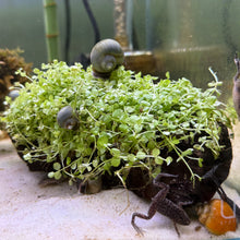 Load image into Gallery viewer, Monte Carlo on Wood | Live Plant
