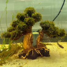 Load image into Gallery viewer, Java Moss on Flat Bonsai Driftwood Tree (live plant attached)
